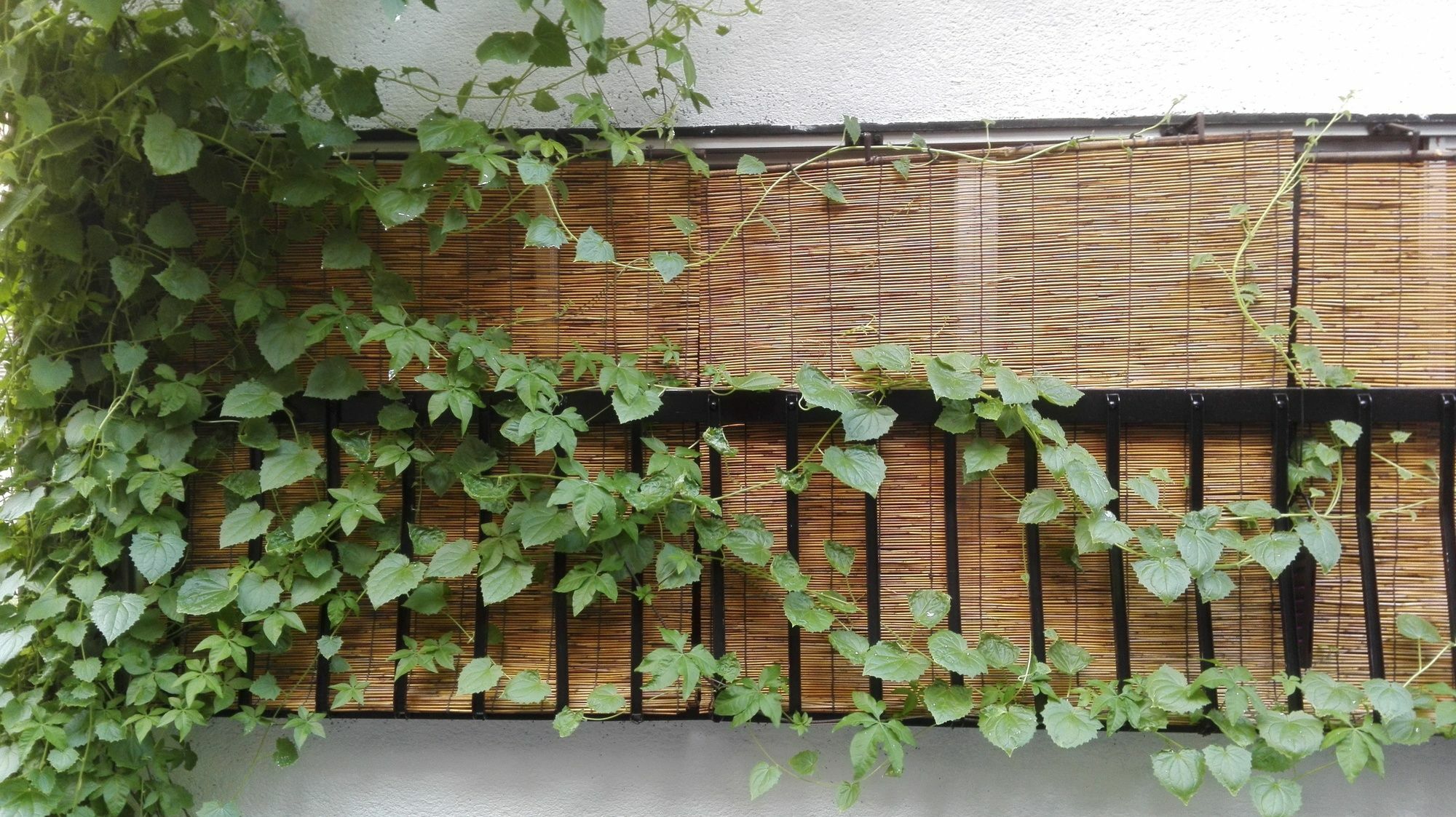 Serendipity At Kioto Zewnętrze zdjęcie